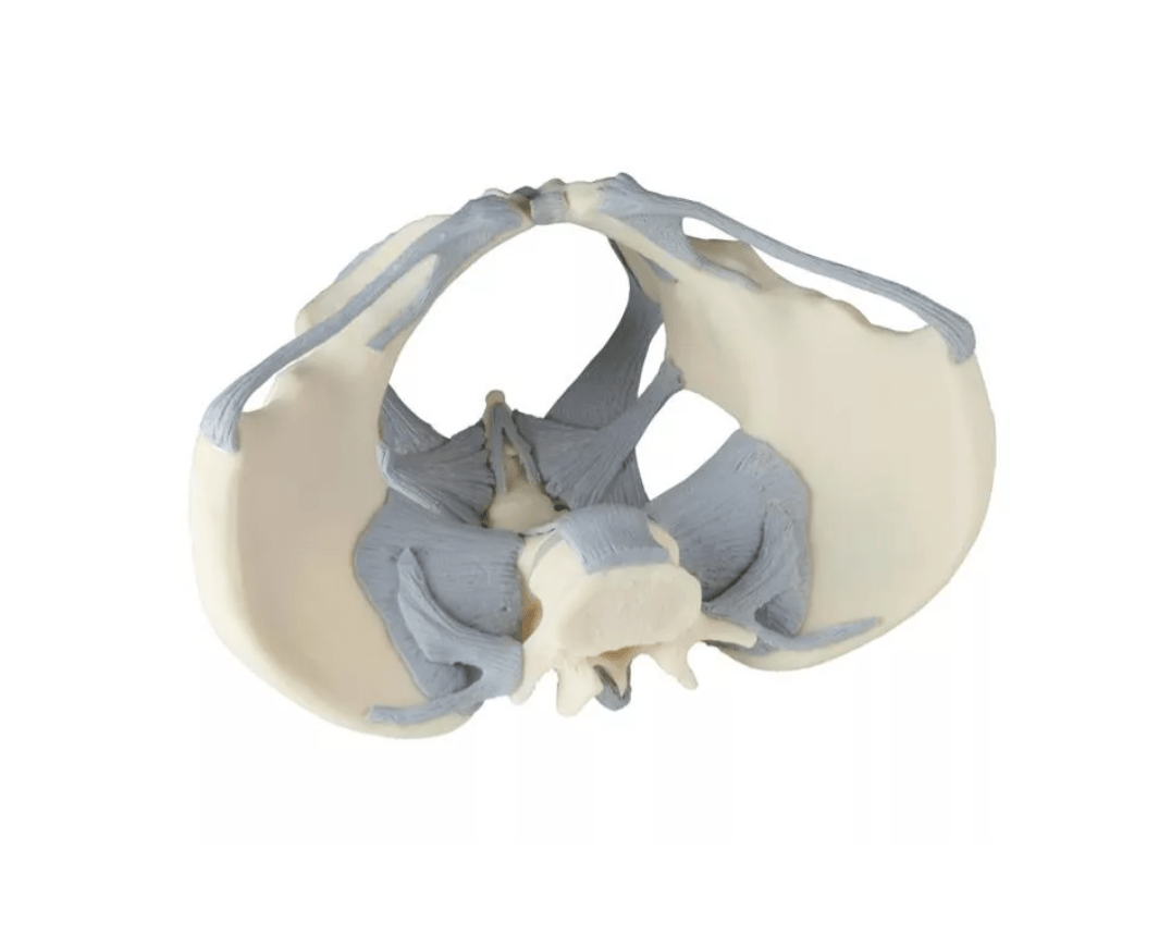 Weibliches Becken mit Bandapparat - Erler - Zimmer